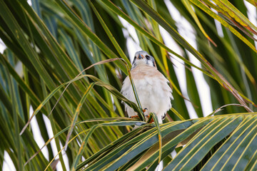 Male American kestrel perched on a palm tree branch against a clear blue sky © ValentinValkov