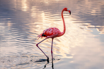 Pink flamingo wading in calm water with golden sunset reflections © ValentinValkov