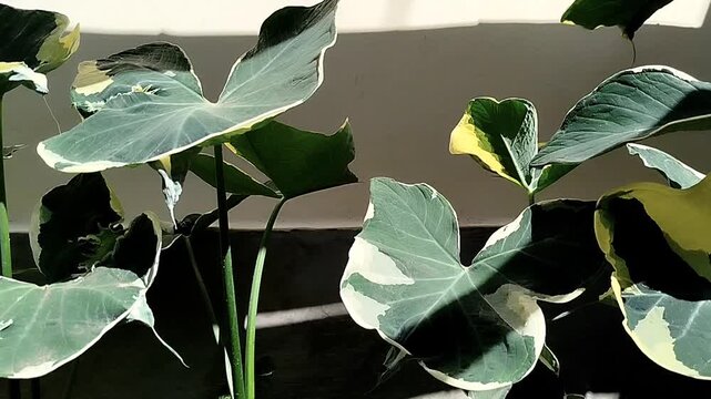 Footage of Xanthosoma albo variegata with variegated leaves gently swaying in the wind. The distinctive creamy white, rich green, and pale yellow foliage creates an elegant tropical aesthetic 