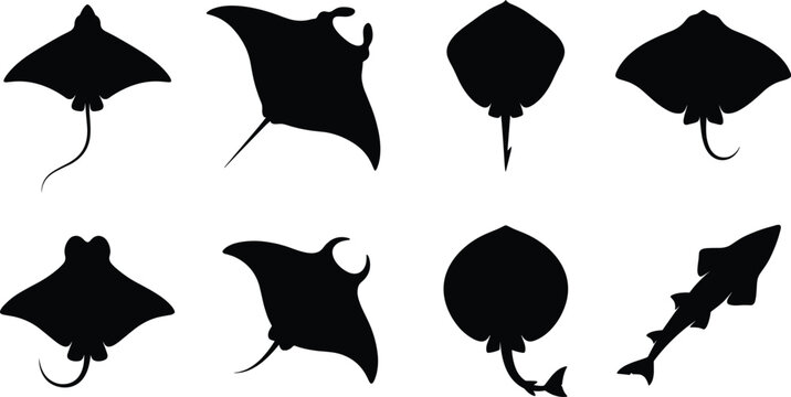 Stingrays and marine wildlife vector silhouette collection featuring manta rays, skates, and bottom dwelling ocean fish