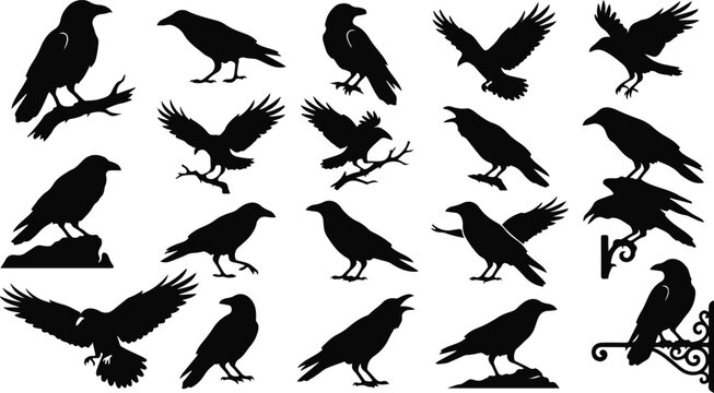 Crow raven vector set for halloween decor and design