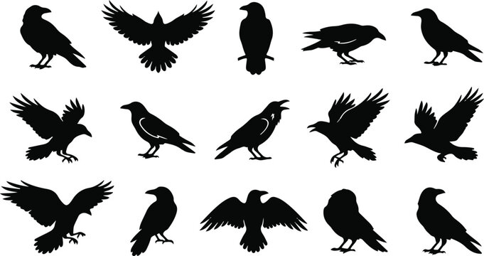Crow raven vector set for halloween decor and design