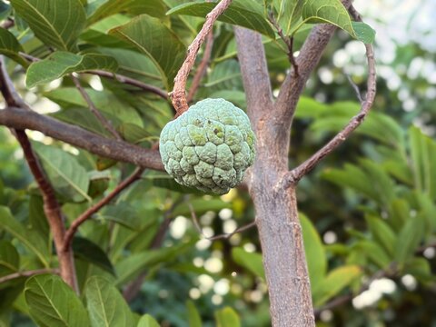 Green sugar apple fruit (Annona squamosa) on a tree branch