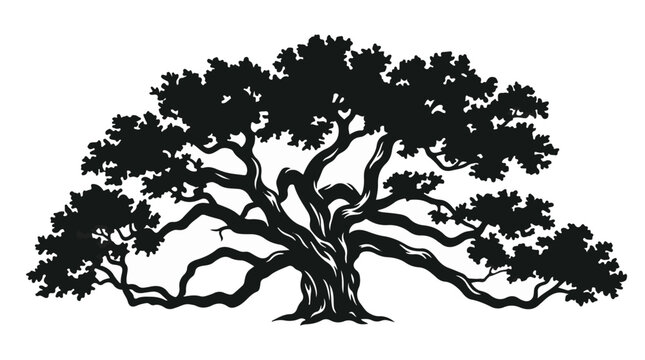 Wide branching live oak tree silhouette classic old majestic tree vector graphic