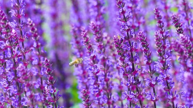 Macro shot of honey bees collecting nectar from vibrant purple lavender blossoms. A cinematic scene highlighting sustainability and natural wellness for environmental content.
