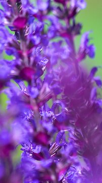 Extreme close up of blooming purple lavender flowers swaying gently in a summer field. Beautiful floral background for wellness and nature content.