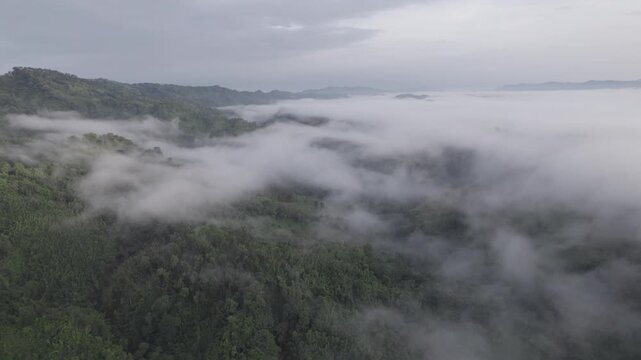 Wide drone view of thick morning mist filling the green valleys of Sajek