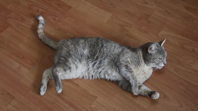 A grey tabby cat lies on a wooden floor looking playful with its paw up