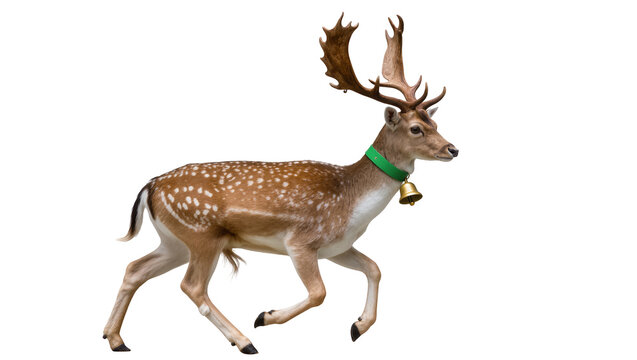 Fallow deer with antlers wearing green collar and bell