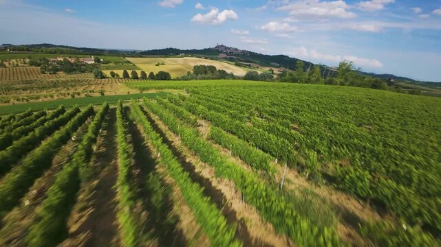 exciting fast FPV fly-over of grape field in Tuscany, Italy. Centuries of grape growing knowledge in this hilly region