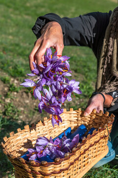 Harvesting fresh saffron crocus flowers into a basket in Mund