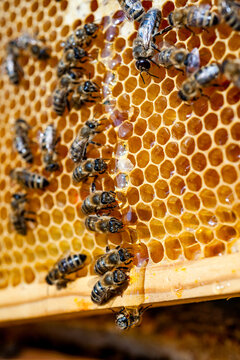 Closeup of a bee on a honeycomb with dripping honey in Germany