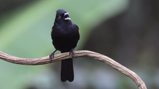 Wild close up black yellow wild perched Golden-winged Cacique bird Brazil Atlantic Rainforest jungle