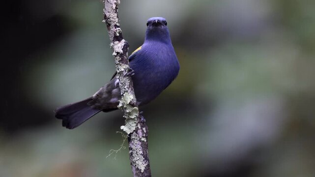 Perched branch Yellow-chevroned Tanager bird in Brazil Atlantic Rainforest jungle Blue-Yellow