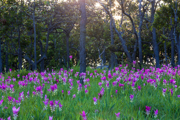 Naklejka premium Curcuma alismatifolia, or Siam Tulip,is a wild flower that blooms in grasslands amidst dry dipterocarp forests during the early rainy season at Pa Hin Ngam National Park, Chaiyaphum Province,Thailand.