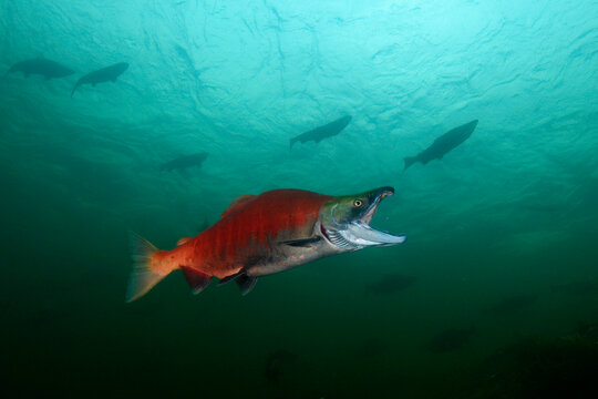 California, British Columbia, Adams River, Sockeye salmon, Oncorhynchus nerka