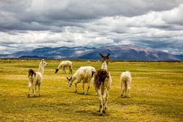 Obraz premium Wild amimals. Lamas alpacas in the field of Bolivia. Wildlife of Altiplano, South America