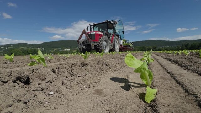 A static, low-angle close-up focusing on a single, newly planted Chinese cabbage seedling on a Norwegian farm. In the background, a modern tractor with a mechanical transplanter drives past, continuin