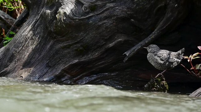 A small brown dipper bird foraging on a green mossy log by a riverbank.