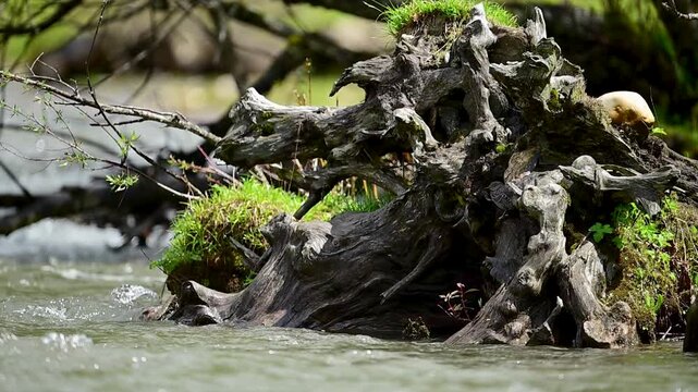A brown dipper bird perched and camouflaged on a mossy tree stump along the edge of a fast-flowing mountain river.