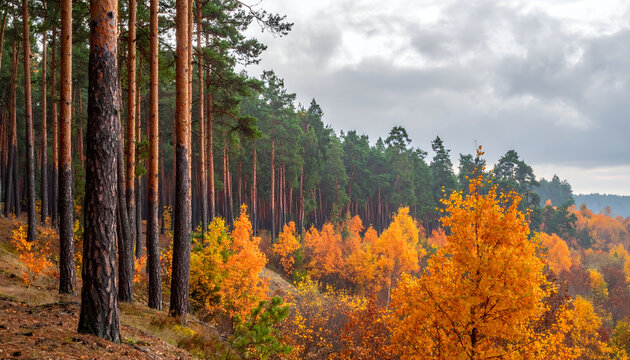 Vibrant Autumn Forest Landscape with Pine Trees and Colorful Foliage.