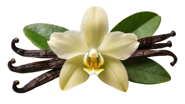 Vanilla orchid flower with dark dried vanilla beans and green leaves