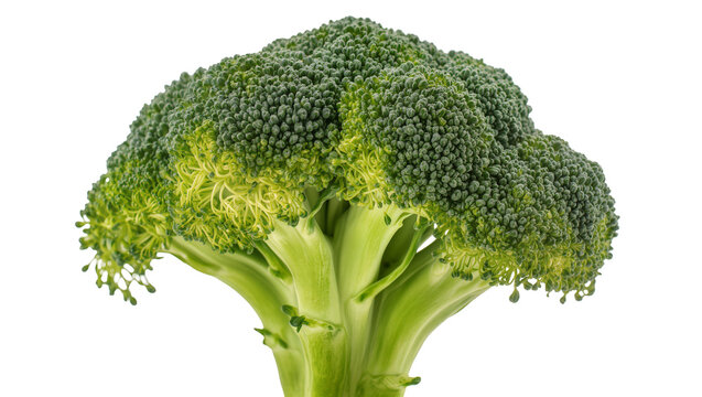 Fresh green broccoli head with thick stem