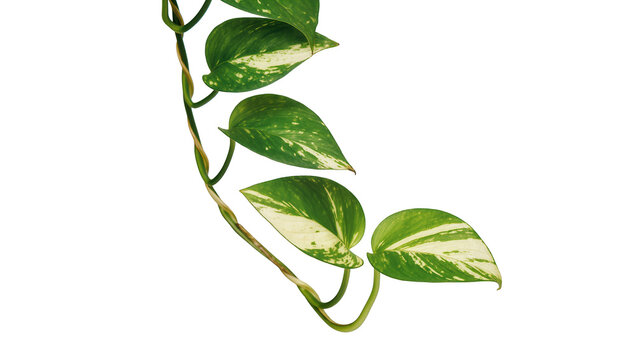 Variegated green and white pothos vine leaves