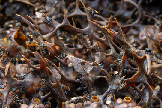 Hive of Heterotrigona itama, stingless bees