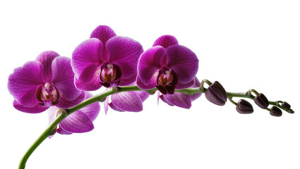 Fototapeta premium Purple Phalaenopsis orchid flowers and buds on stem