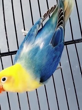 Vibrant Lovebird with Yellow Head and Blue Body Perched on Cage