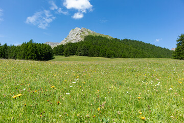 Grassland in the italian alps of Valtellina © Nikokvfrmoto