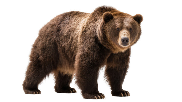 Brown grizzly bear standing on white