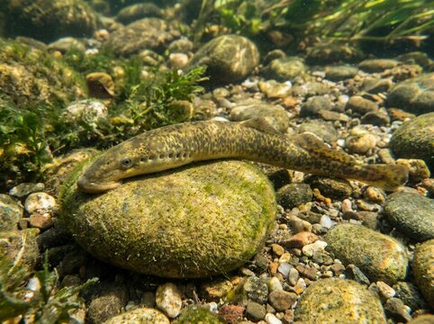 Sea lamprey resting on a mossy rock underwater