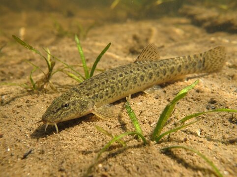 Spotted loach fish resting on a sandy river bottom underwater