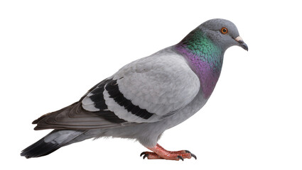 Rock pigeon with iridescent neck feathers and black wing bars © Paul