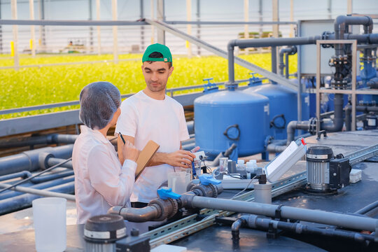 Professional staff monitor sophisticated hydroponic systems and ensure optimal conditions for abundant salad and dill plant growth in a vast greenhouse operation
