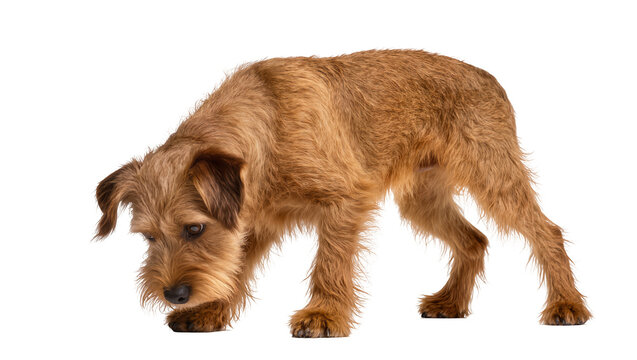 Irish Terrier dog sniffing the ground, full body studio shot