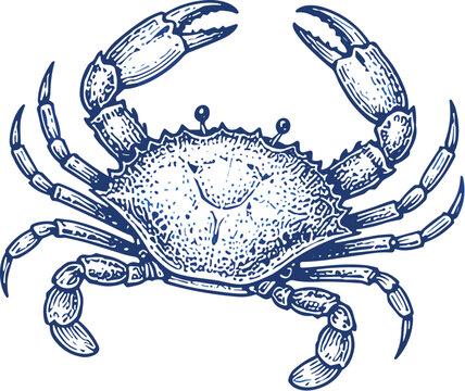 Detailed blue ink drawing of a crab with raised claws and many legs