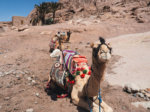 Lovely camel Sinai peninsula Sharm El Sheikh Sinai mountain