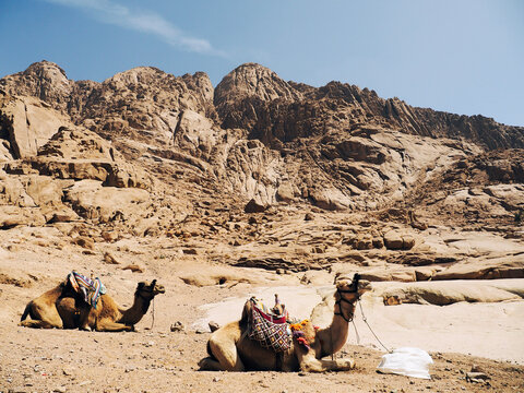 Lovely camel Sinai peninsula Sharm El Sheikh Sinai mountain