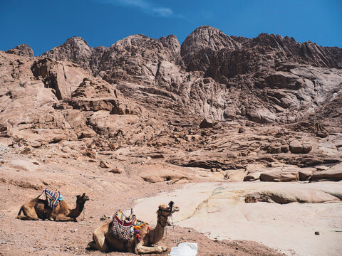 Lovely camel Sinai peninsula Sharm El Sheikh Sinai mountain