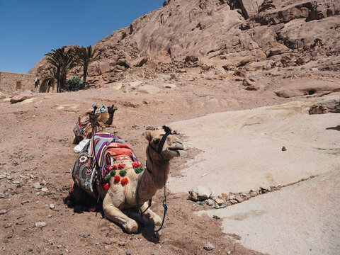 Lovely camel Sinai peninsula Sharm El Sheikh Sinai mountain