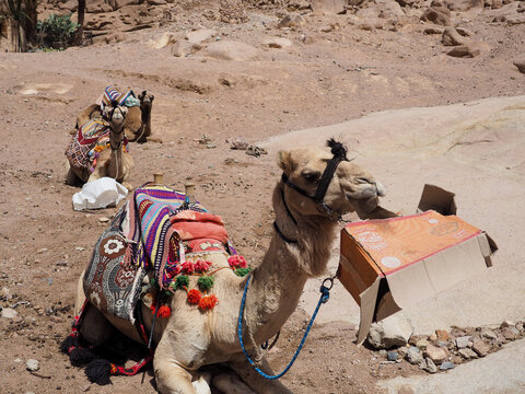 Lovely camel Sinai peninsula Sharm El Sheikh Sinai mountain