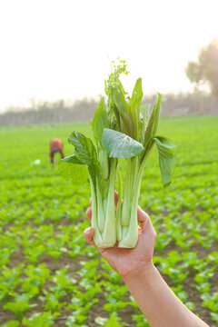 Fresh Asian Green Vegetables Harvest in Agricultural Field - Organic Farming Concept