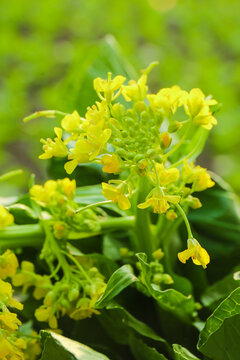 Fresh Bok Choy Flowers Blooming in Suzhou - Tender Yellow Blossoms on Green Leafy Vegetable Plant