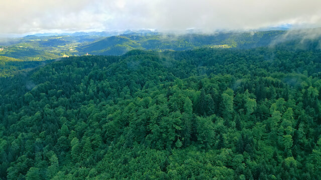 A stunning aerial view captures a dense, vibrant forest under a partly cloudy sky. The lush green trees stretch across rolling hills, creating a serene and breathtaking natural landscape.