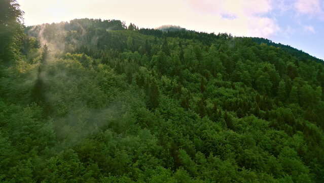 A stunning aerial view captures a dense forest landscape with towering trees in vibrant green, rolling hills, and serene scenery bathed in soft sunlight.