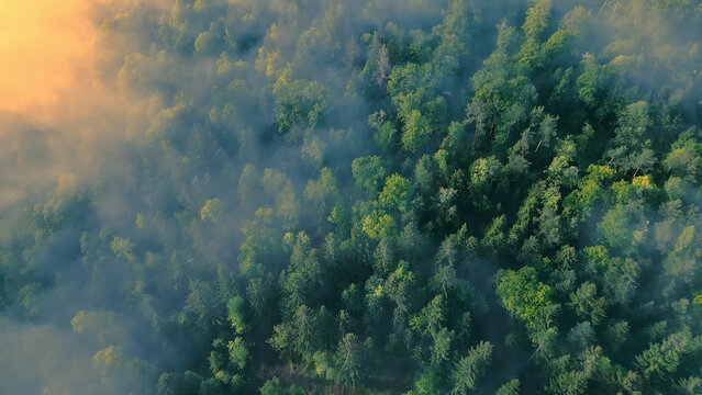 The camera pans over a vast forest, capturing an aerial view of the dense trees and mist-covered landscape. The serene scenery exudes tranquility, with sunlight filtering through the clouds.