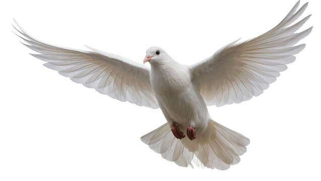 White dove bird with spread wings flying